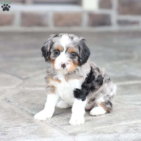 Kimber, Cavapoo Puppy